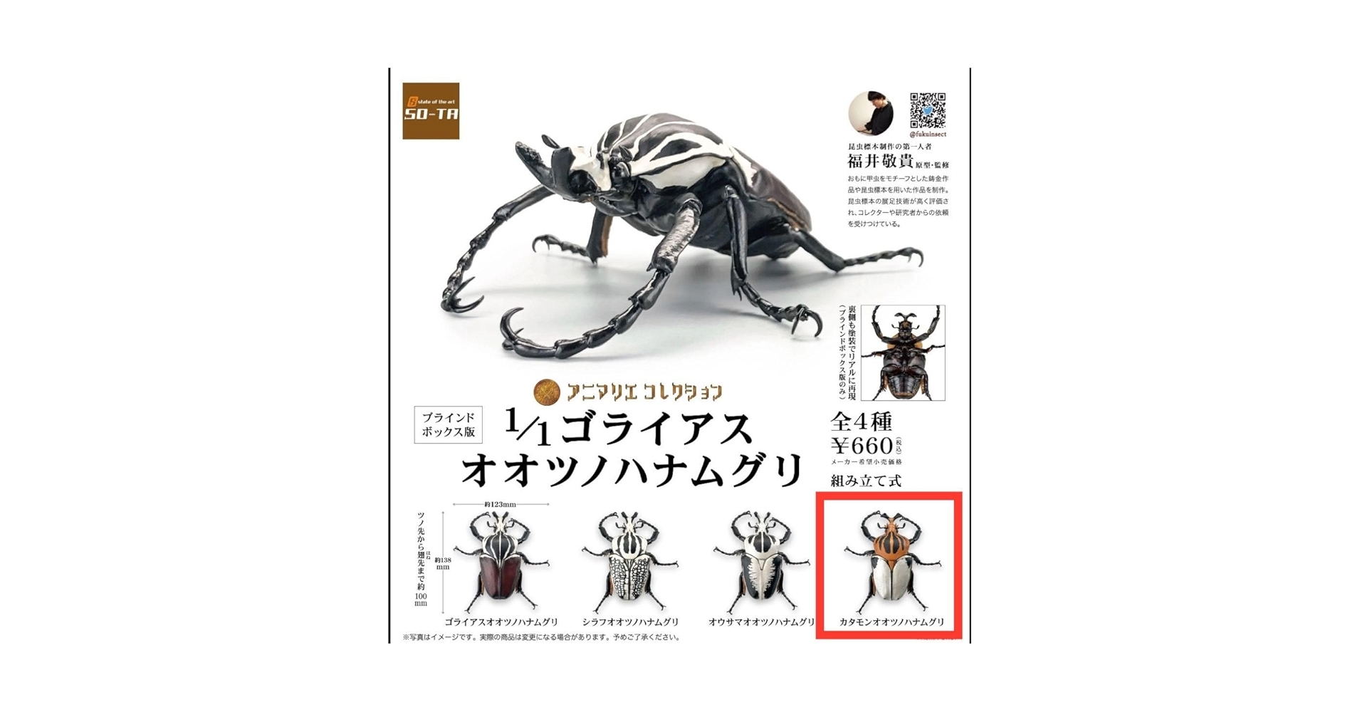 ゴライアス・ゴライアス（1オス、コンゴ産） Amazon.co.jp: SO-TA アニマリエコレクション 11 ゴライアス